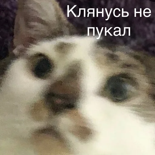 😲 Стикер «Пердёжные стикеры» для Telegram