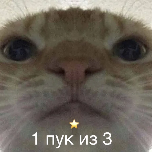 ⭐️ Стикер «Пердёжные стикеры» для Telegram