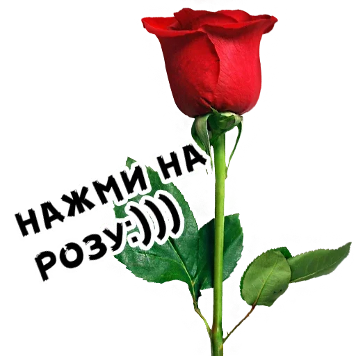 😘 Стикер «Нажми на розу» для Telegram