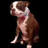 Стикер 24 Trends #memes #animals