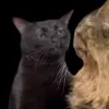 Стикер 44 Trends #memes #animals