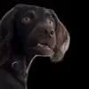 Стикер 40 Trends #memes #animals