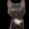 Стикер 18 Trends #memes #animals