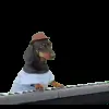 Стикер 29 Trends #memes #animals
