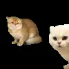 Стикер 37 Trends #memes #animals