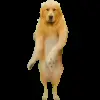 Стикер 27 Trends #memes #animals
