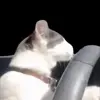 Стикер 8 Trends #memes #animals