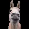 Стикер 23 Trends #memes #animals