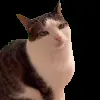 Стикер 17 Trends #memes #animals