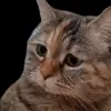 Стикер 45 Trends #memes #animals