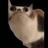Стикер 61 Trends #memes #animals
