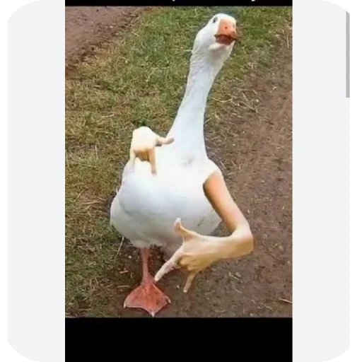 🐦 Стикер «Не знаю как назвать его» для Telegram