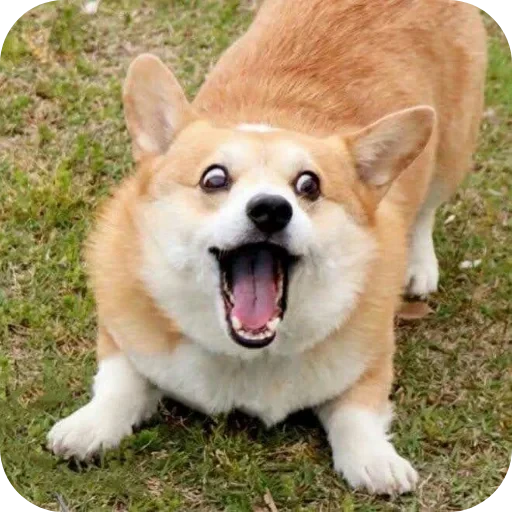 🐶 Стикер «Не знаю как назвать его» для Telegram