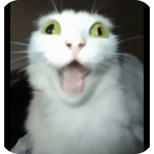 🐱 Стикер «Не знаю как назвать его» для Telegram