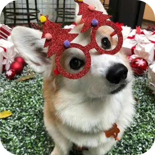 🐶 Стикер «Не знаю как назвать его» для Telegram