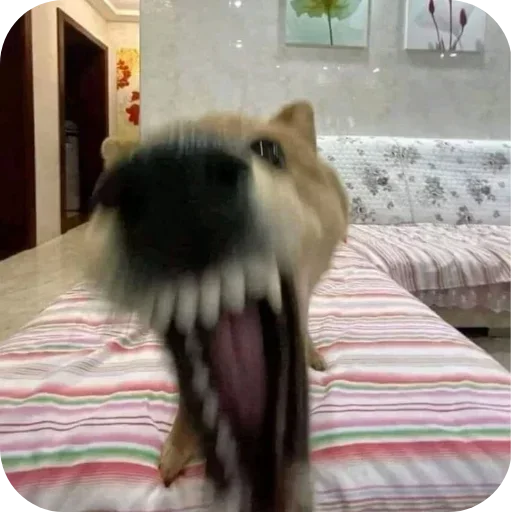 🐶 Стикер «Не знаю как назвать его» для Telegram