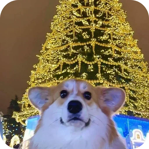 🐶 Стикер «Не знаю как назвать его» для Telegram