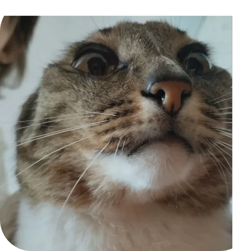 🐱 Стикер «Не знаю как назвать его» для Telegram