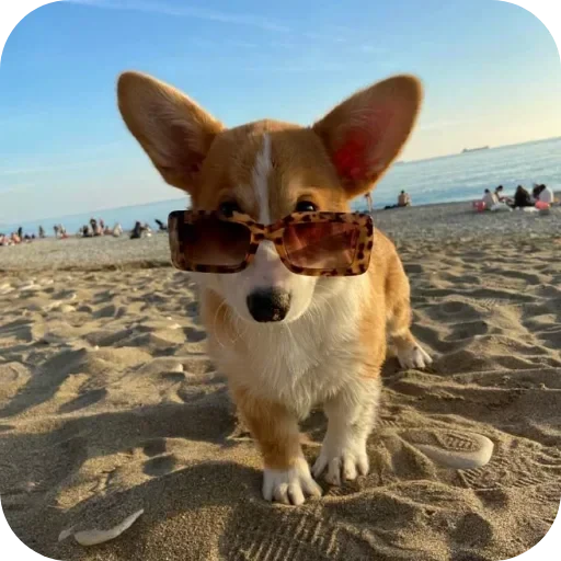 🐶 Стикер «Не знаю как назвать его» для Telegram