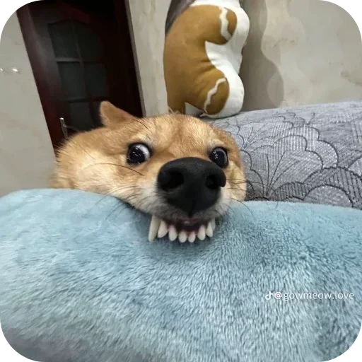 🐶 Стикер «Не знаю как назвать его» для Telegram