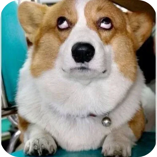 🐶 Стикер «Не знаю как назвать его» для Telegram