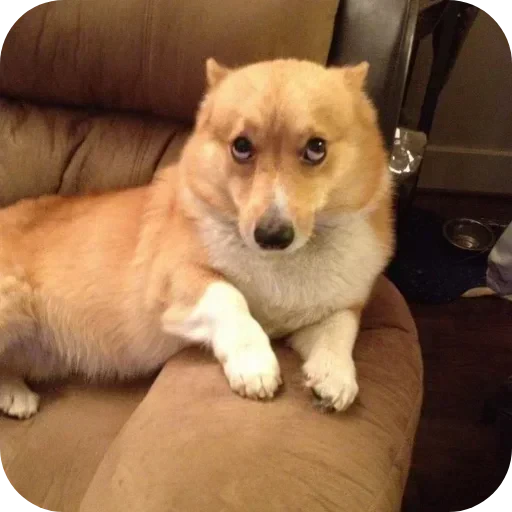 🐶 Стикер «Не знаю как назвать его» для Telegram