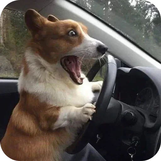 🐶 Стикер «Не знаю как назвать его» для Telegram