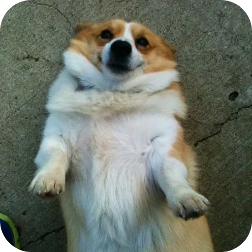 🐶 Стикер «Не знаю как назвать его» для Telegram