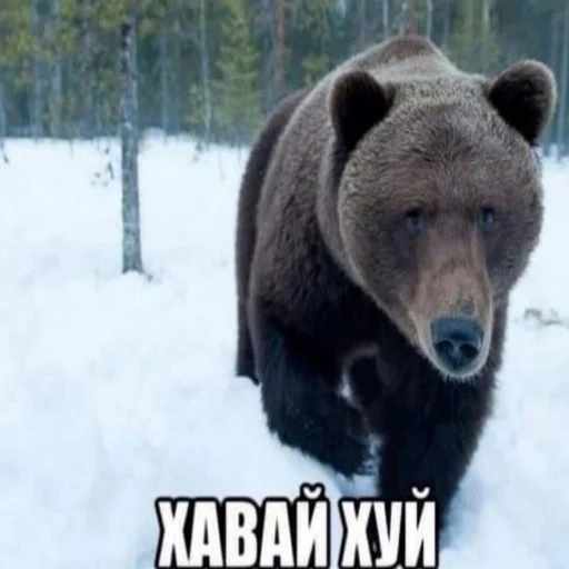 🐻 Стикер «Киберсосалка» для Telegram