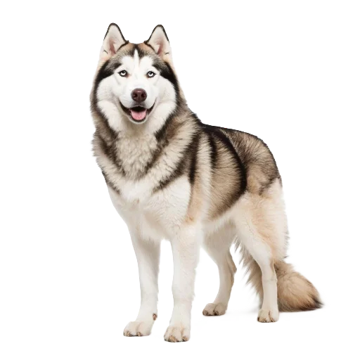 🦮 Стикер «Neiro animals» для Telegram
