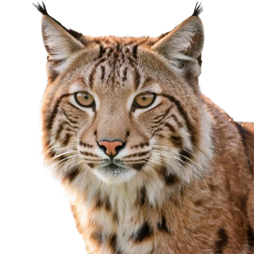 🐱 Стикер «Neiro animals» для Telegram