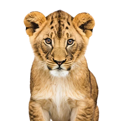 🐱 Стикер «Neiro animals» для Telegram