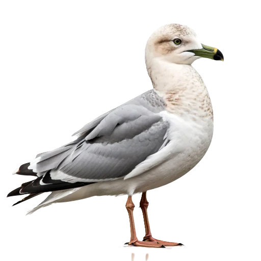 🪶 Стикер «Neiro animals» для Telegram