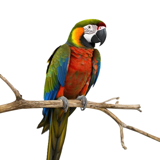 🦜 Стикер «Neiro animals» для Telegram