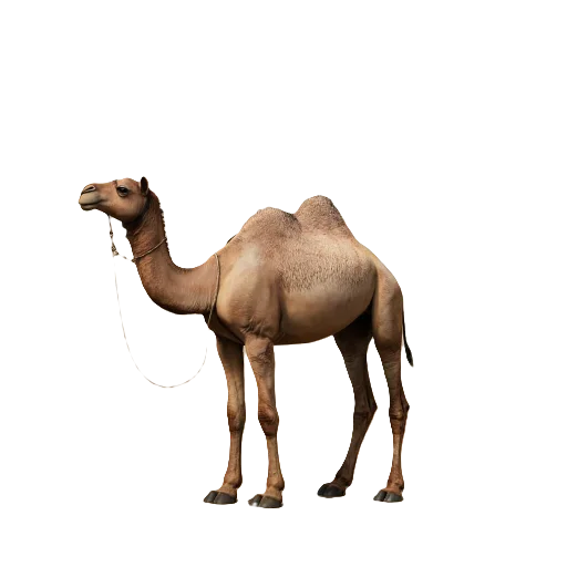 🐪 Стикер «Neiro animals» для Telegram