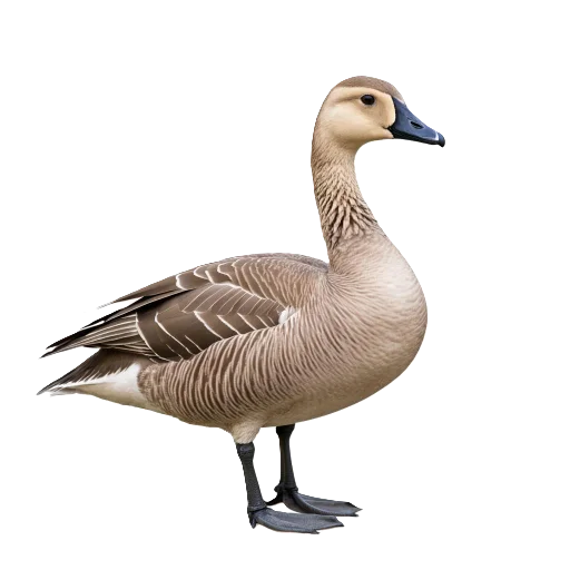 🦢 Стикер «Neiro animals» для Telegram