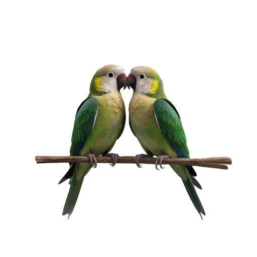 🦜 Стикер «Neiro animals» для Telegram
