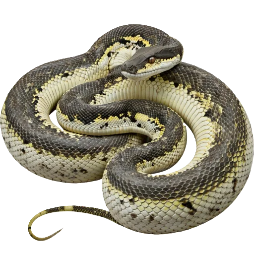 🐍 Стикер «Neiro animals» для Telegram