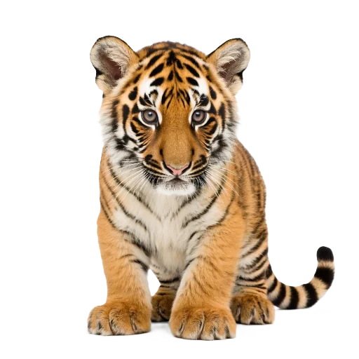 🐯 Стикер «Neiro animals» для Telegram