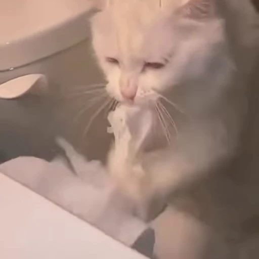 🧻 Стикер «ねこぱら» для Telegram