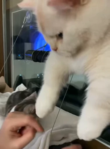 🐱 Стикер «ねこぱら» для Telegram