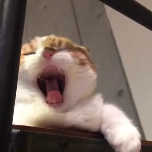 🥱 Стикер «ねこぱら» для Telegram