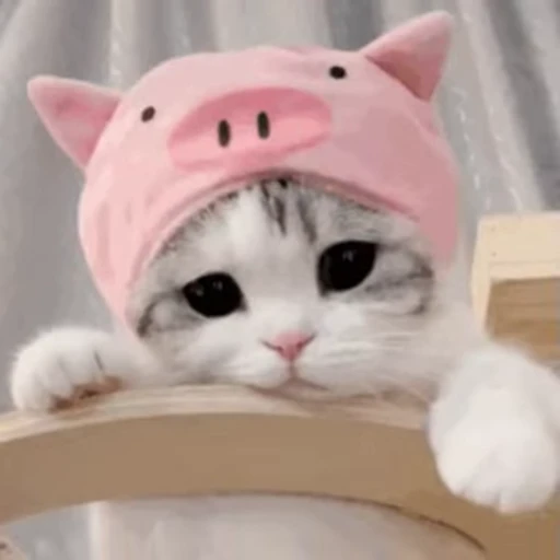 🐱 Стикер «ねこぱら» для Telegram