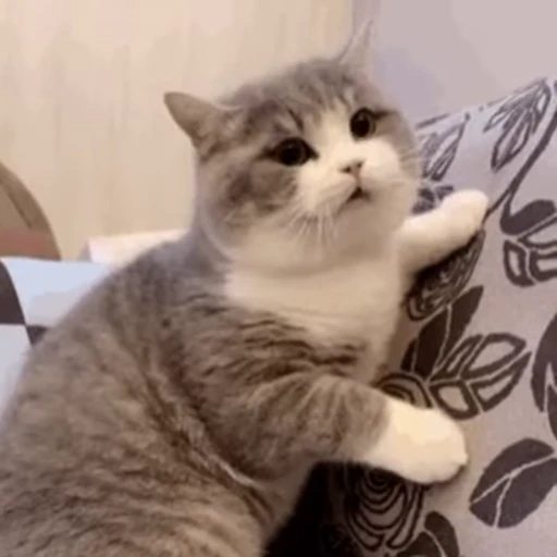 😡 Стикер «ねこぱら» для Telegram