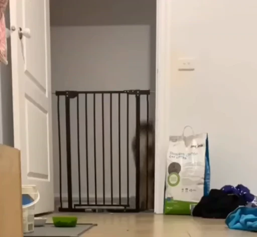 🐱 Стикер «ねこぱら» для Telegram