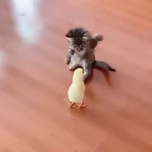 ✊ Стикер «ねこぱら» для Telegram