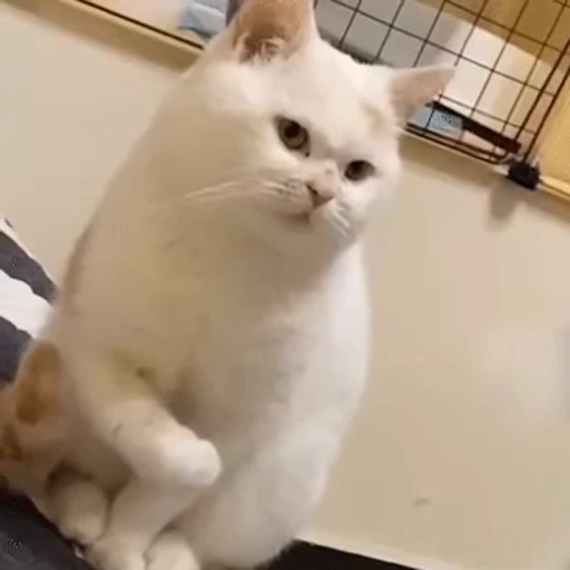 💪 Стикер «ねこぱら» для Telegram