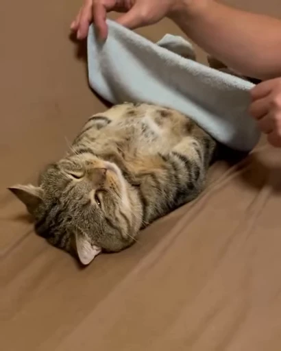 💤 Стикер «ねこぱら» для Telegram