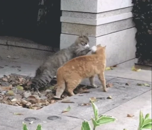 🌀 Стикер «ねこぱら» для Telegram
