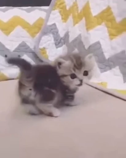 👉 Стикер «ねこぱら» для Telegram